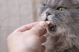how-to-give-your-cat-vitamin-b12