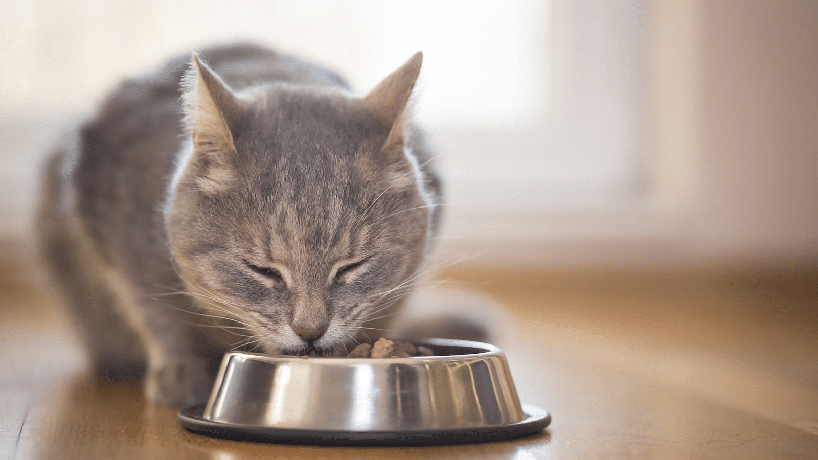 What to Do When Your Cat Overdoses on Vitamin D