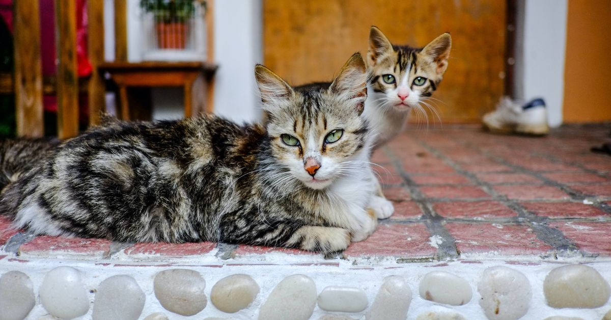 How-To-Get-Rid-Of-Feral-Cats-feral