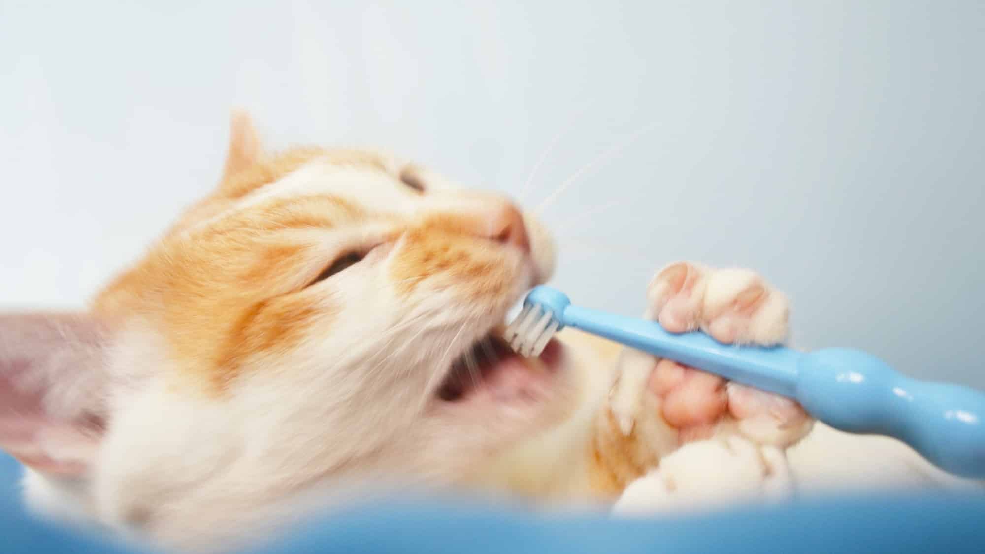How-To-Brush-Cats-Teeth- [Your Cat Will Love]