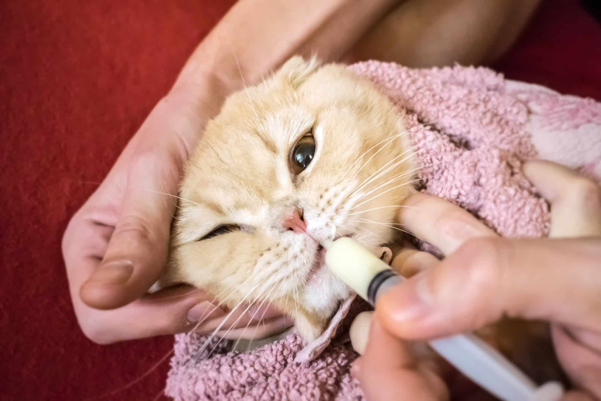 How To Give Cats Liquid Medicine [Most Effective Ways] cats
