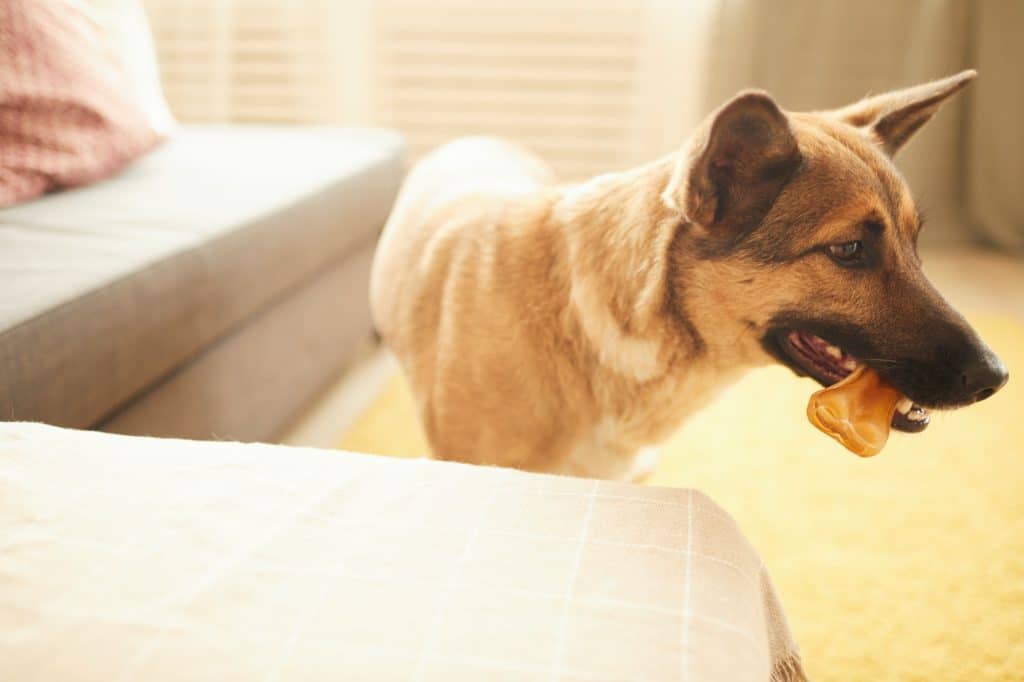 Dog eating his bone
