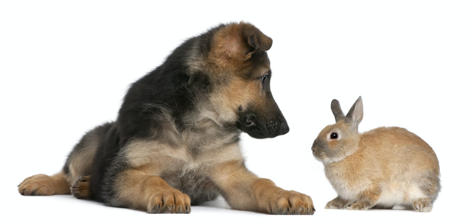 German Shepherd puppy, 4 months old, and a rabbit in front of white background
