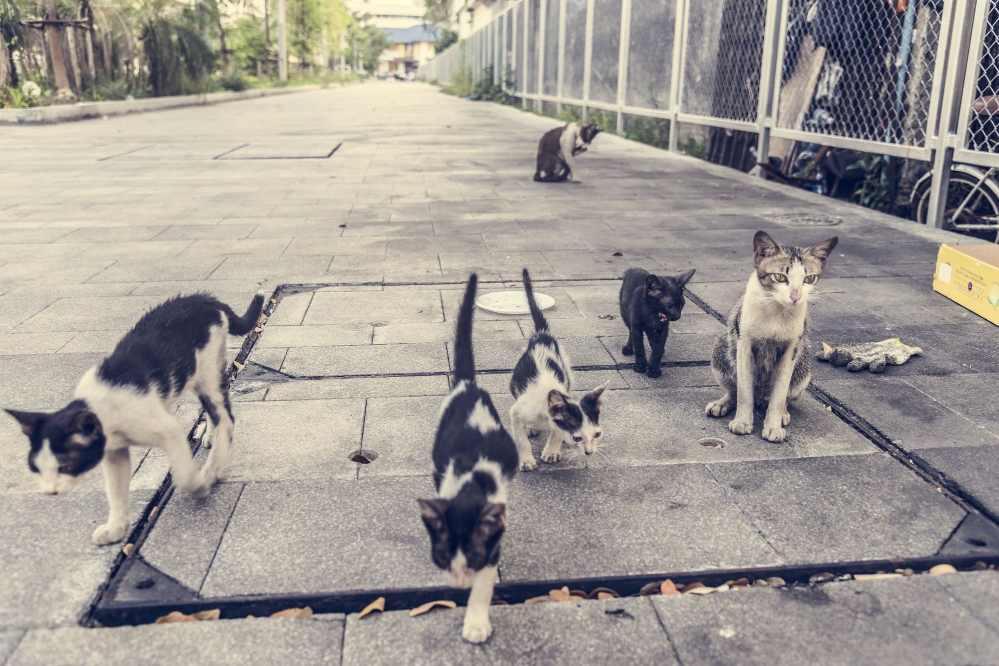 How To Get Rid Of Feral Cats Permanently 2022