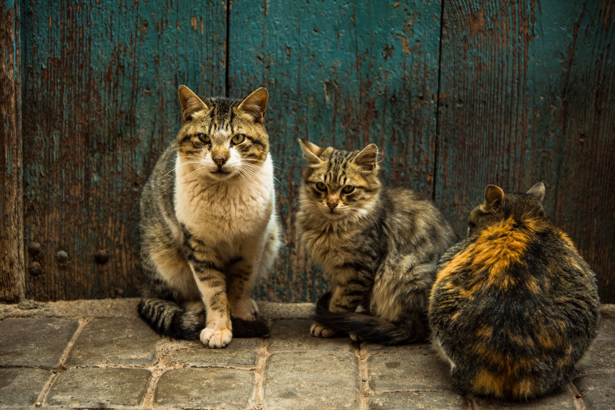 how-to-get-rid-of-feral-cats