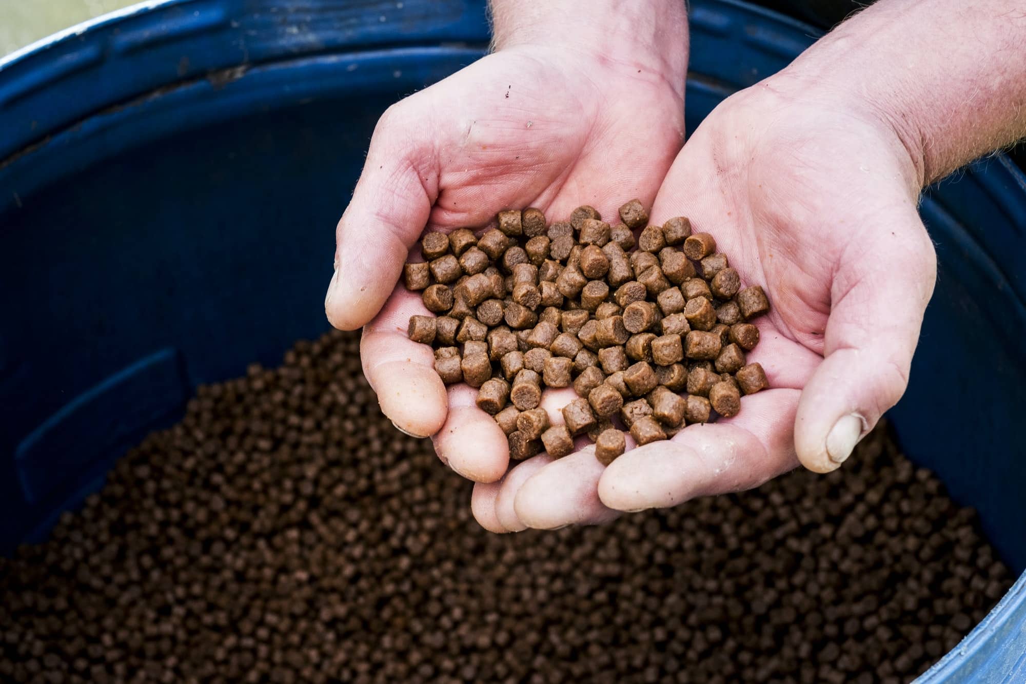 High angle close up of person holding heap of brown pellets, fish food at a fish farm raising trout.