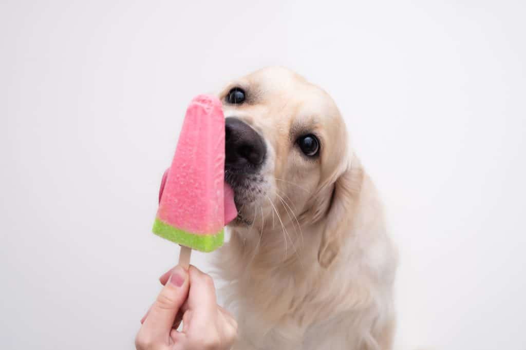 The Golden Retriever eats popsicles on a stick during the hot season.