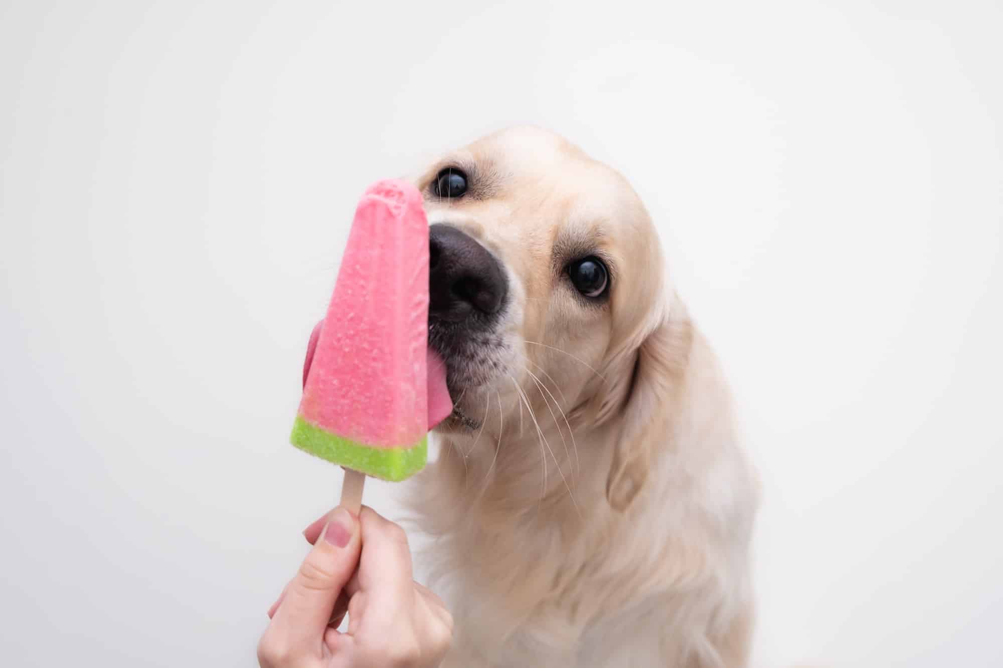 Dog Popsicles - The Almond Eater