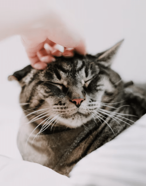 How To Give Cats Liquid Medicine [Most Effective Ways] 2022 Cats