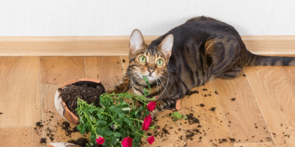 how-to-keep-cats-out-of-the-flower-beds
