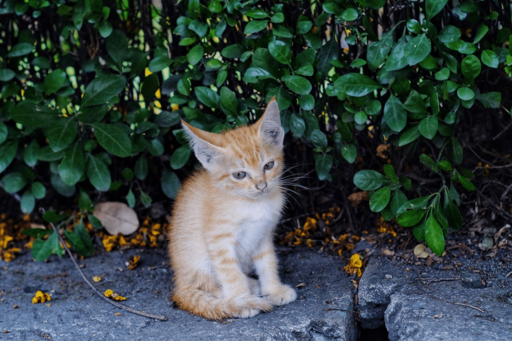 how-to-get-rid-of-feral-cats-permanently