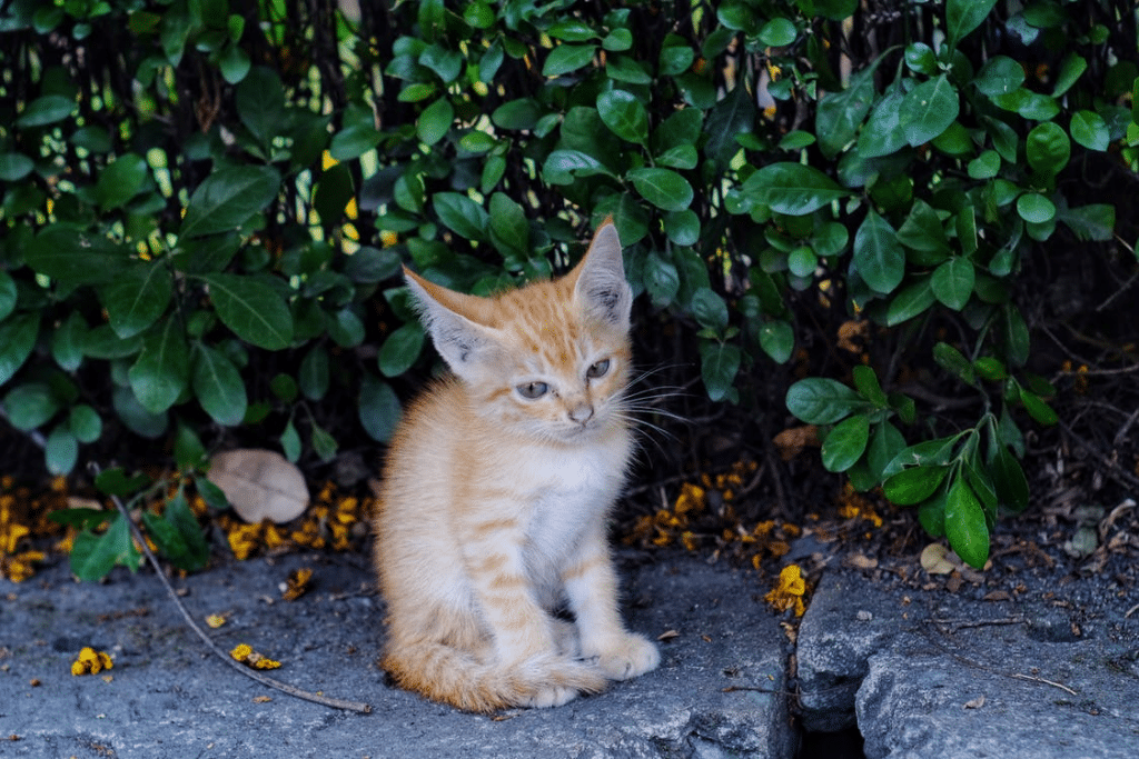 how-to-treat-itchy-dry-patches-on-a-cat-2022