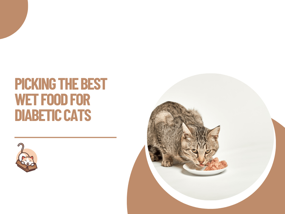 Best Wet Cat Food for Diabetic Cats 2022 Cat Judo