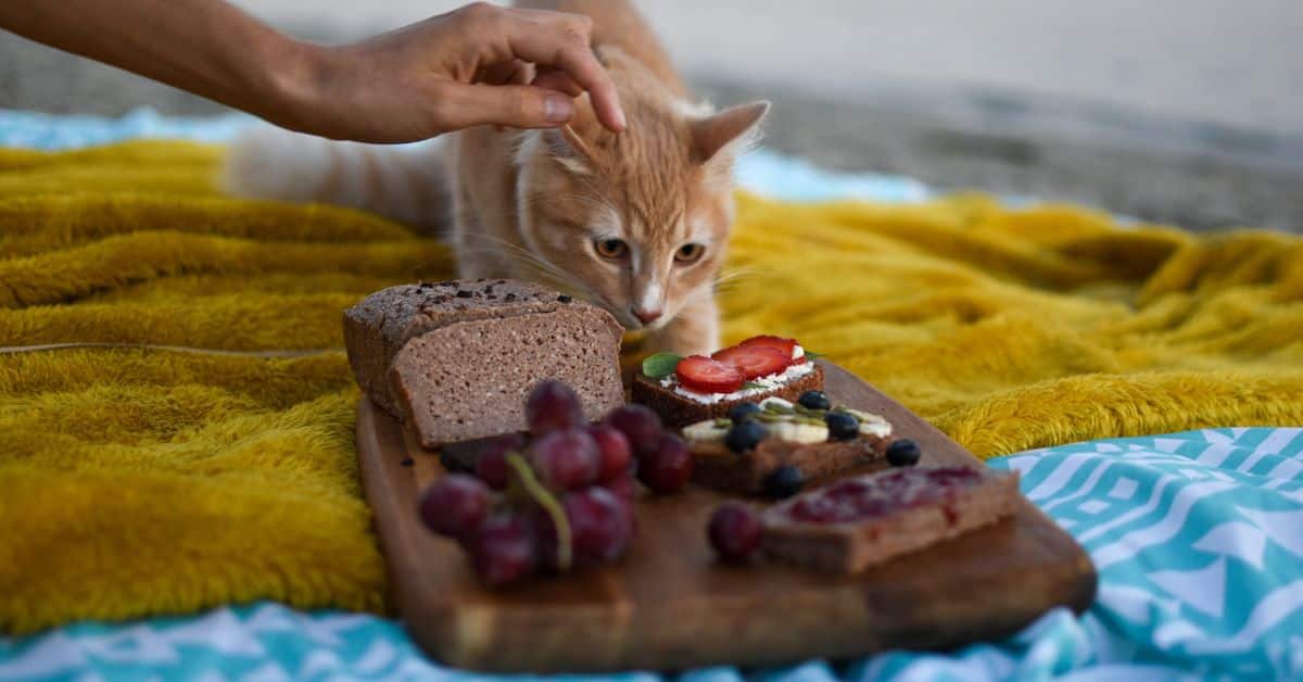 best-wet-cat-food-for-diabetic-cats