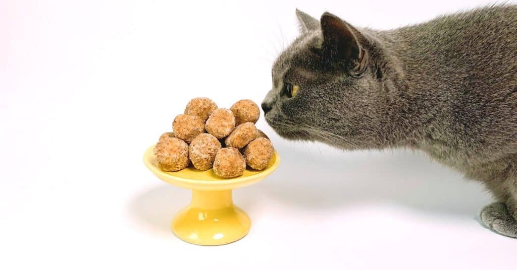 cat-foods-high-in-protein-healthy-diet