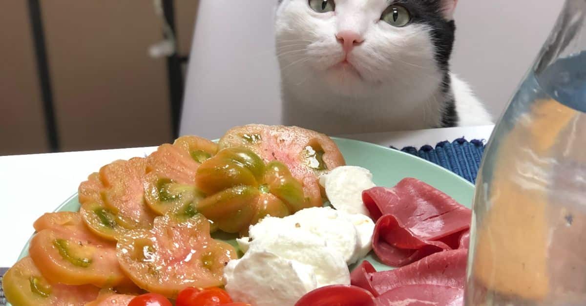 cat-safe-thanksgiving-foods