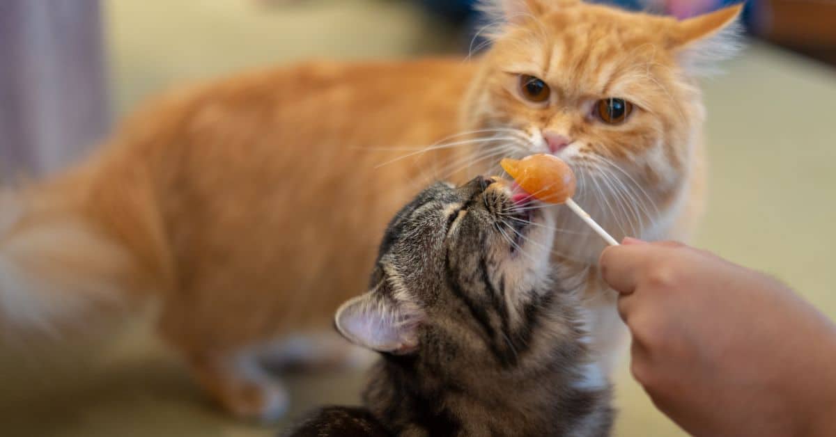 Best Foods to Hide Cat Liquid Medicine In