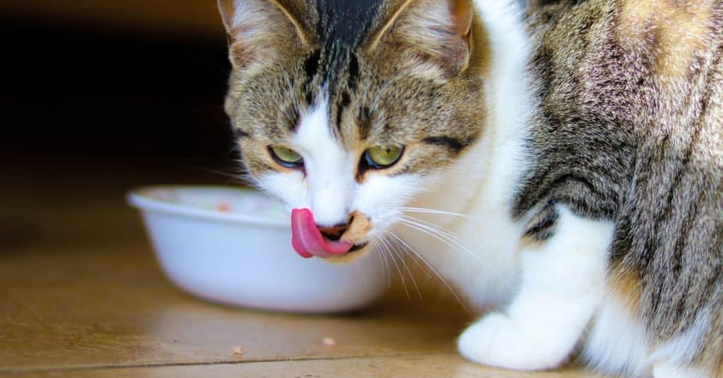 senior-cat-foods-the-ultimate-guide-diet