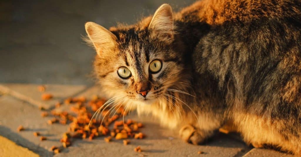 senior-cat-foods-the-ultimate-guide-cat