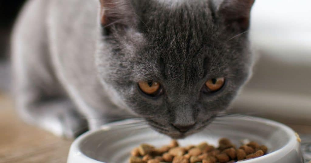 senior-cat-foods-the-ultimate-guide-food