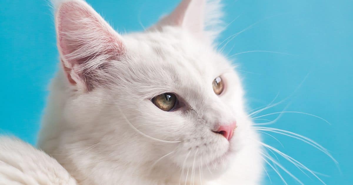 best wet food for cats with kidney disease