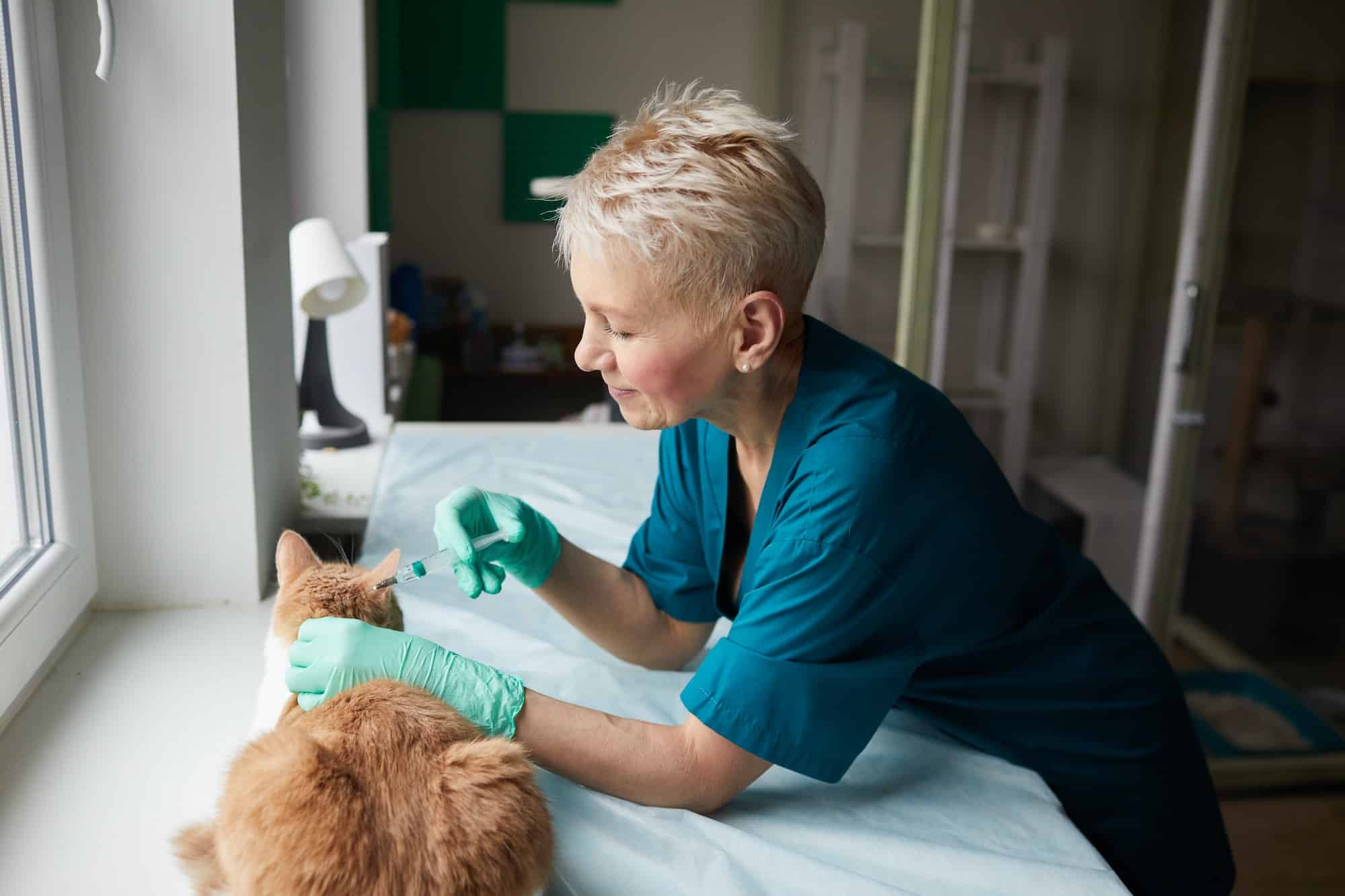 Vaccination against rabies for cat