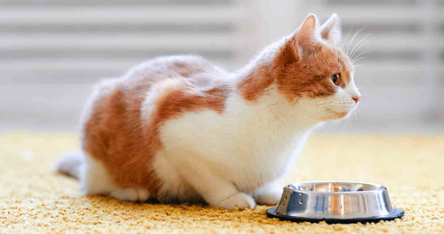 the-best-food-for-cats-with-kidney-disease