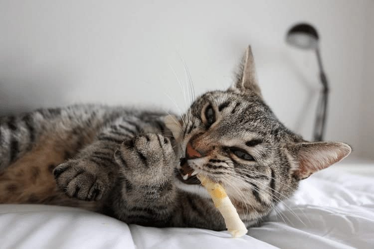 Chew Toy For Cats