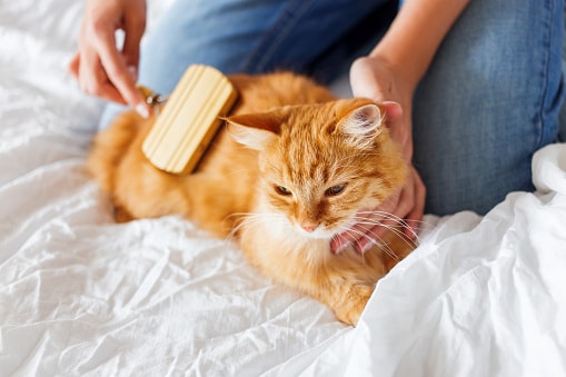 Best Comb for Cats