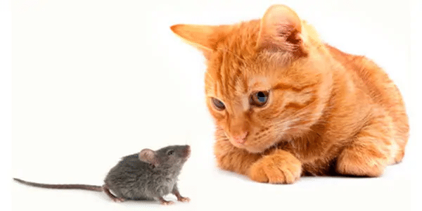 Cats Catching Mice
