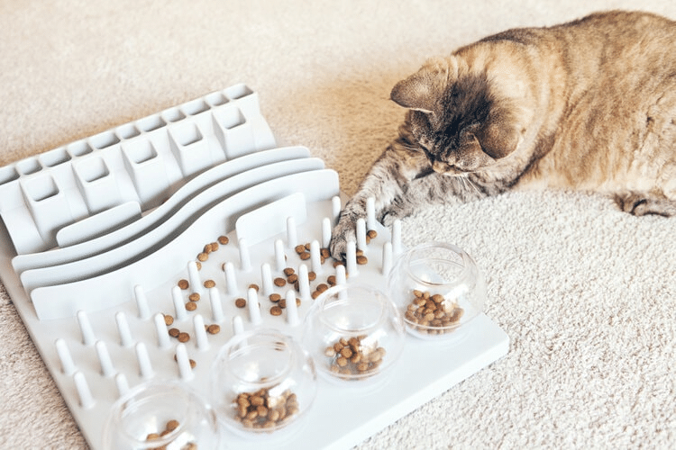 Best Slow Feeder For Cats