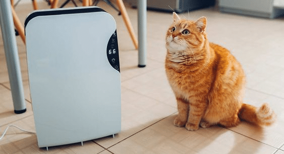 Best Air Purifiers for Cats