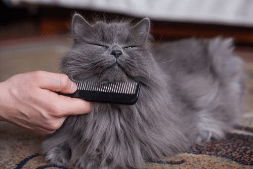 Best Brush for Cats