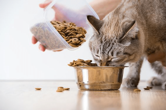 Best Food for Cats