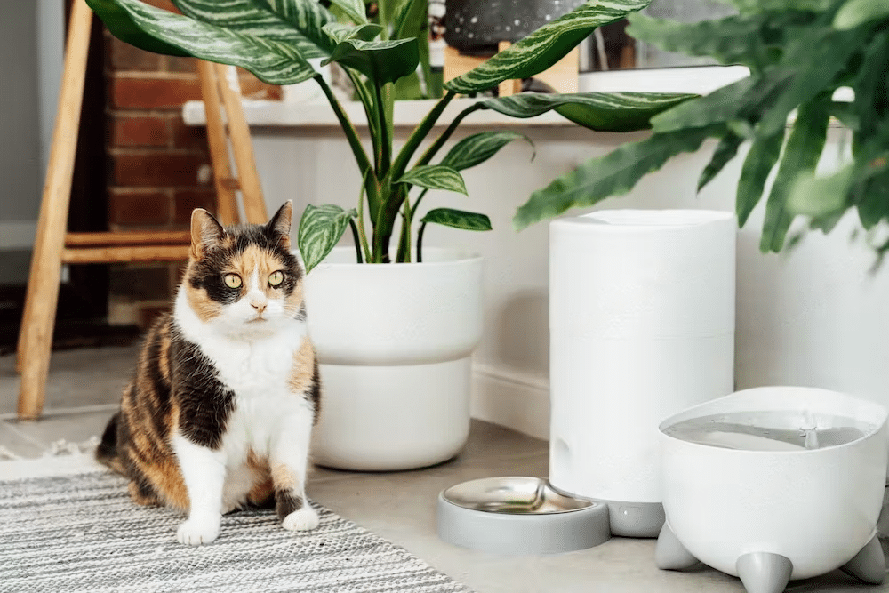 Cat Feeders for Multiple Cats