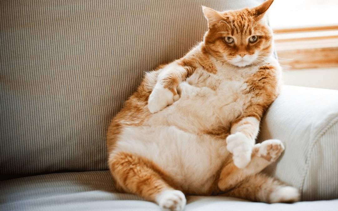 Best Cat Foods for Diabetic Cats We Love Cats