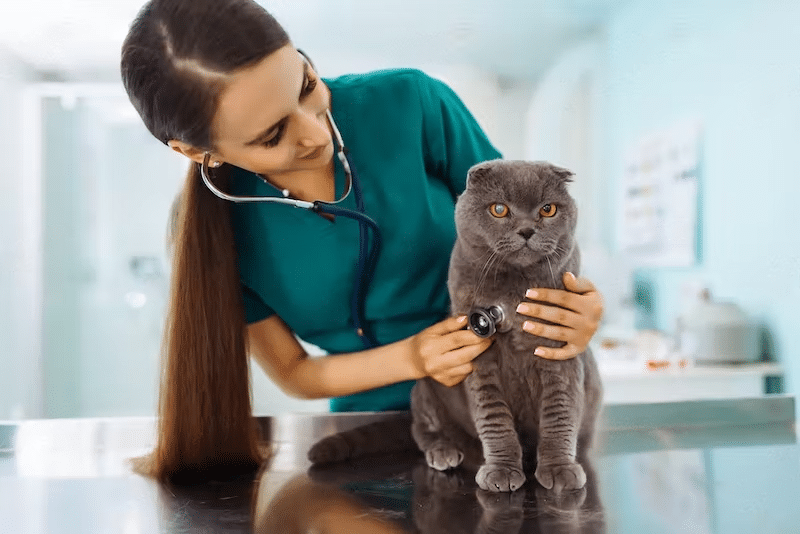 Cat Flea Treatments