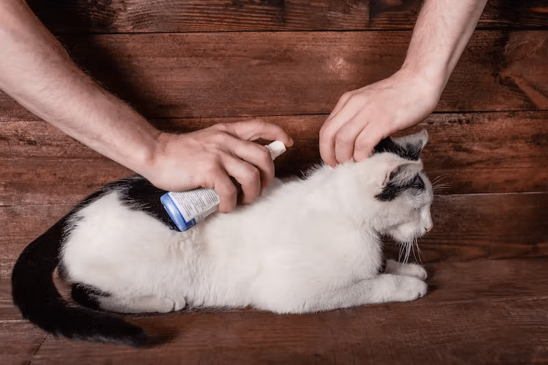 Flea And Tick Treatment Products For Cats