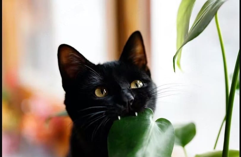 Best House Plants For Cats