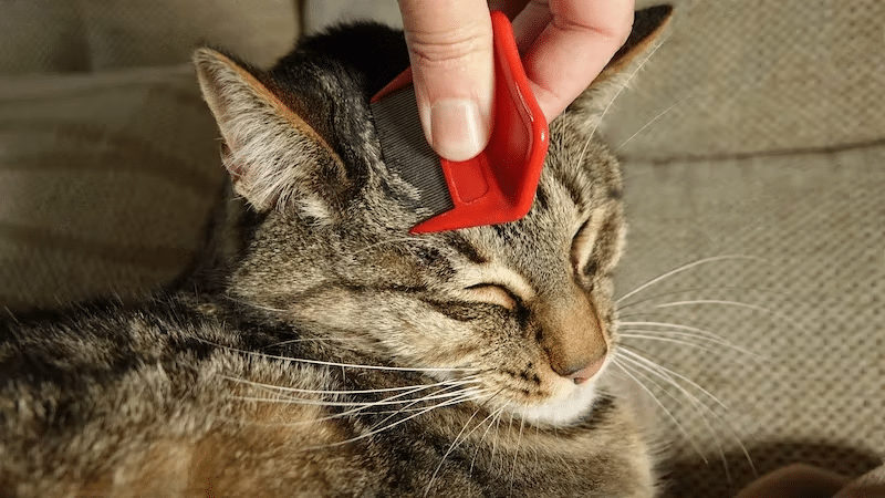 Best flea and tick treatment for cats