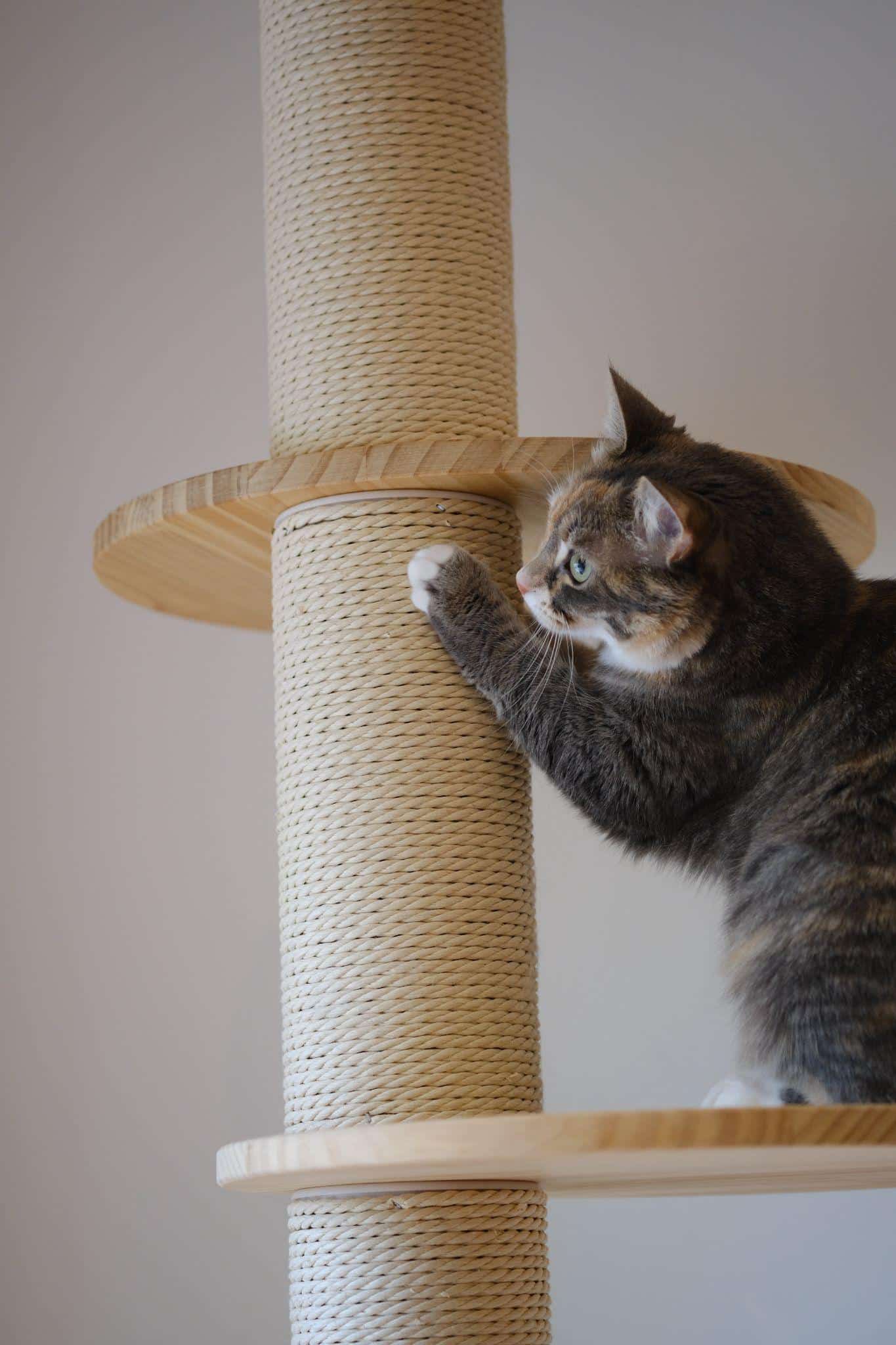 Keep Cats From Scratching Furniture