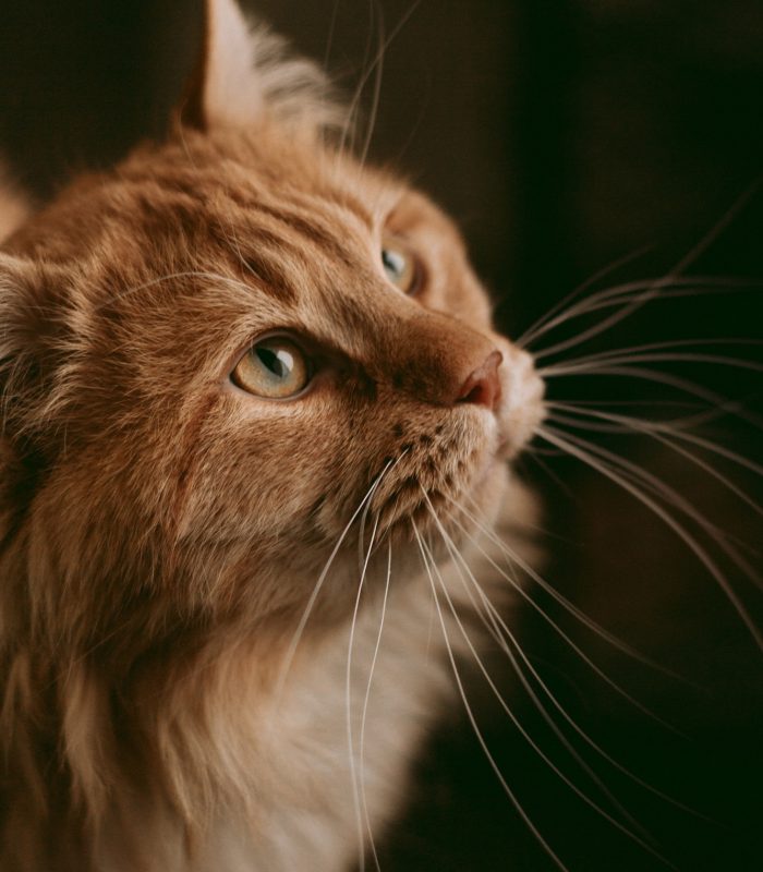 Close Up of an Orange Cat