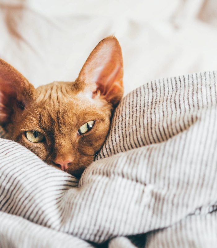 Devon Rex kitten. Devon rex cat sleeping on bed,