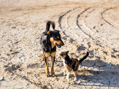 Dog and cat playing together outdoor