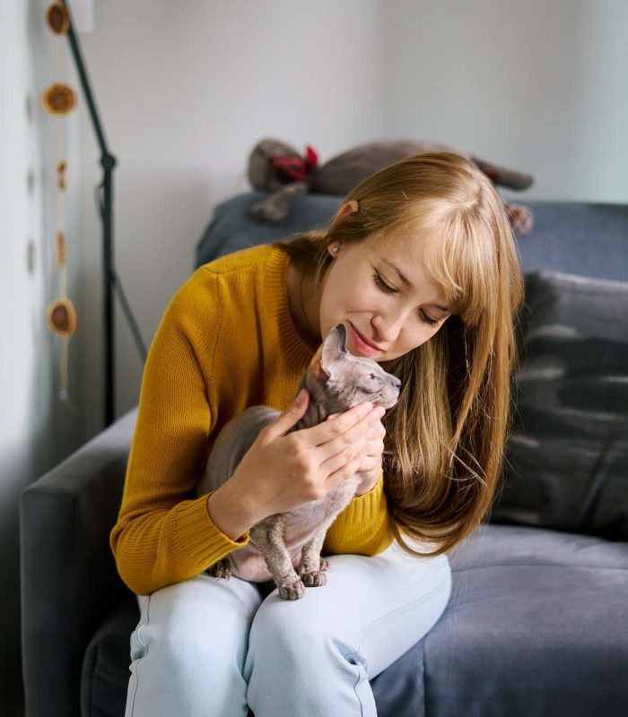 Kissing and hugging little bald gray cat. Pet-centric owner having fun with animal