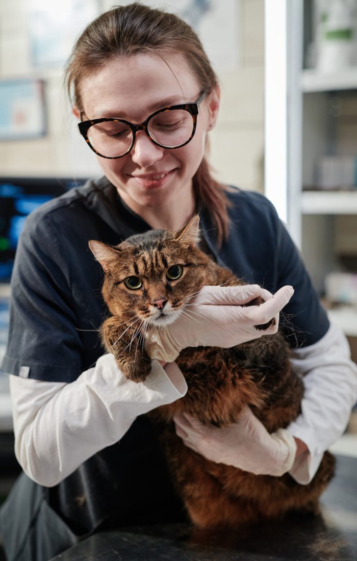 Woman caring about the cat in clinic